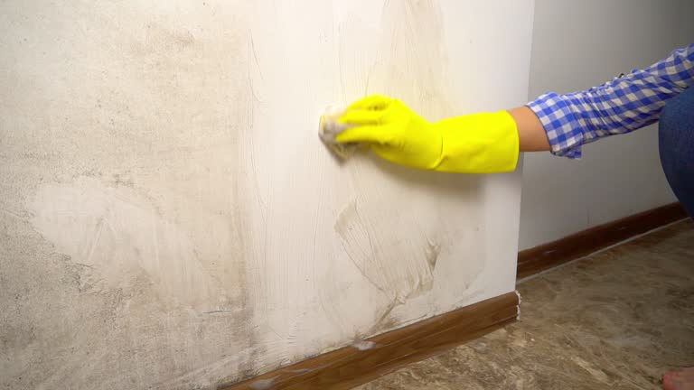Best Mold Damage Restoration  in Edgewood, OH